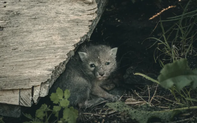 Nová mláďata v Zoo Hluboká. Přijeďte, než vyrostou