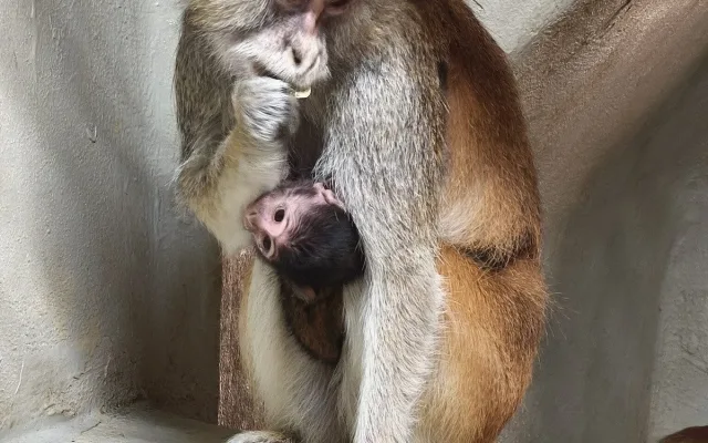 Nová mláďata v Zoo Hluboká. Přijeďte, než vyrostou
