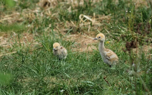 Nová mláďata v Zoo Hluboká. Přijeďte, než vyrostou