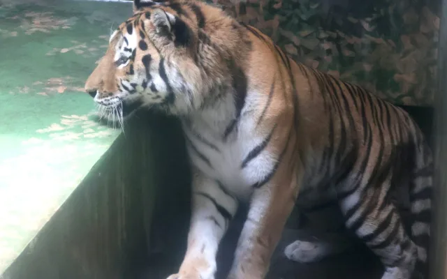V Hodoníně mají nového tygra. Čtrnáctiletý fešák Oliver přicestoval z jihu Čech