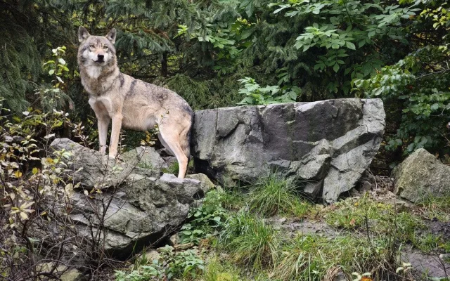 Konec syslů v Čechách? Unikátní akce v Zoo Hluboká představí ohrožené druhy