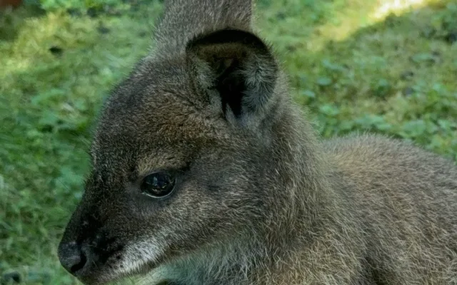 Po Budějcích může skákat klokan. Skippy utekl u nemocnice, majitelé prosí o pomoc