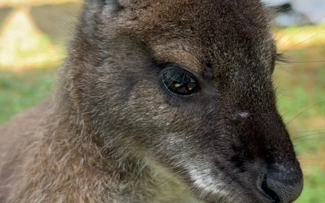 Po Budějcích může skákat klokan. Skippy utekl u nemocnice, majitelé prosí o pomoc