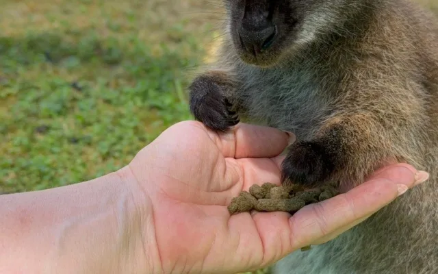 Po Budějcích může skákat klokan. Skippy utekl u nemocnice, majitelé prosí o pomoc