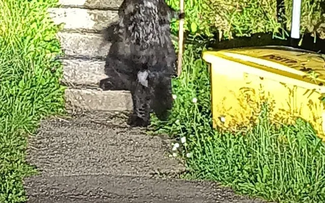 Uvázal psa u zábradlí a odešel. Nechal mu jen granule, deku a vzkaz se jménem