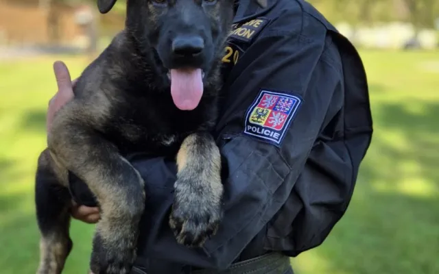 Roztomilá policejní posila. Štěňata Árčí a Casper se připravují na důležitou službu
