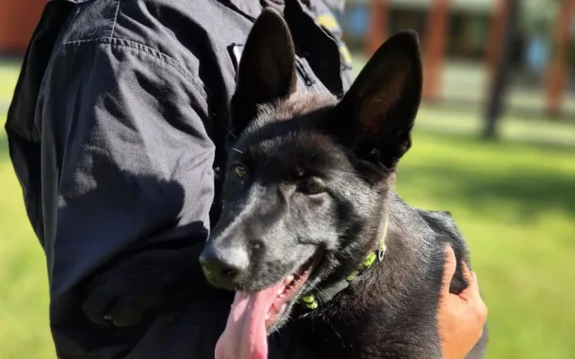 Roztomilá policejní posila. Štěňata Árčí a Casper se připravují na důležitou službu