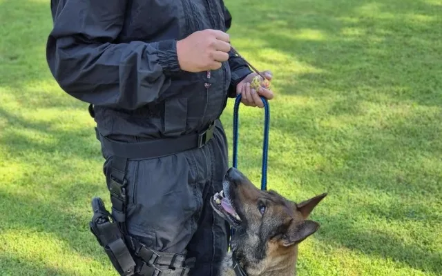 Roztomilá policejní posila. Štěňata Árčí a Casper se připravují na důležitou službu