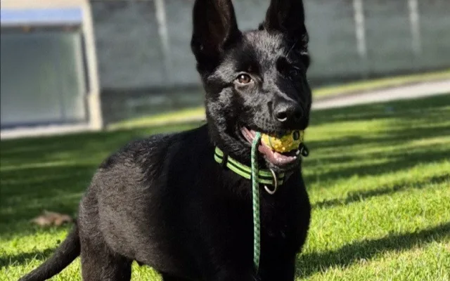 Roztomilá policejní posila. Štěňata Árčí a Casper se připravují na důležitou službu