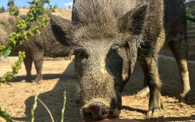 Ledová tříšť i ovocná zmrzlina. Podívejte se, jak v táborské zoo ochlazují zvířata