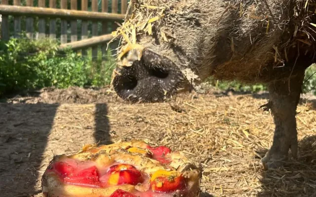 Ledová tříšť i ovocná zmrzlina. Podívejte se, jak v táborské zoo ochlazují zvířata
