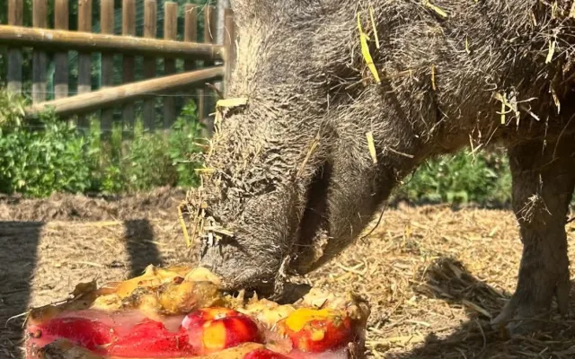 Ledová tříšť i ovocná zmrzlina. Podívejte se, jak v táborské zoo ochlazují zvířata