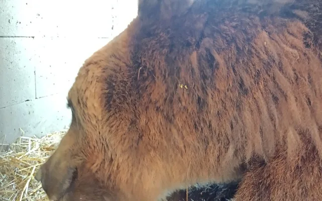 Ledová tříšť i ovocná zmrzlina. Podívejte se, jak v táborské zoo ochlazují zvířata