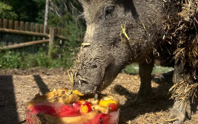 Ledová tříšť i ovocná zmrzlina. Podívejte se, jak v táborské zoo ochlazují zvířata