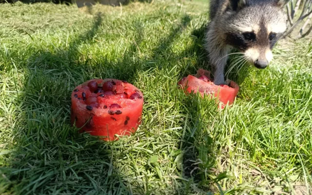 Ledová tříšť i ovocná zmrzlina. Podívejte se, jak v táborské zoo ochlazují zvířata