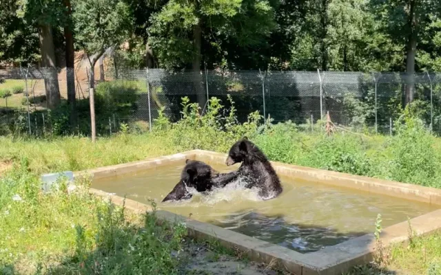 Ledová tříšť i ovocná zmrzlina. Podívejte se, jak v táborské zoo ochlazují zvířata