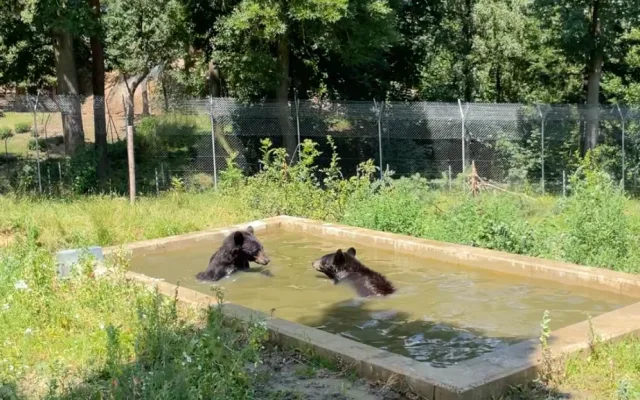 Ledová tříšť i ovocná zmrzlina. Podívejte se, jak v táborské zoo ochlazují zvířata