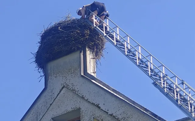 V tropickém vedru okroužkovali čapí mláďata. Pro Černou v Pošumaví šlo o premiéru