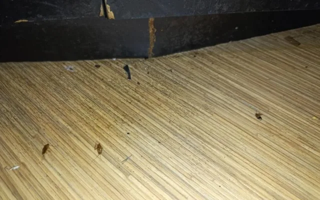 Švábi na baru i v lednici. Inspektoři zavřeli zamořený bar v Milevsku