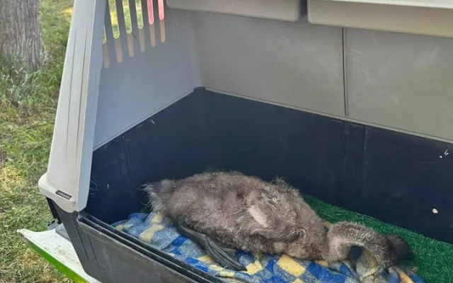 Ze sedmi labuťat zůstala v Litvínovicích jen tři. Jedno zachránila všímavá obyvatelka