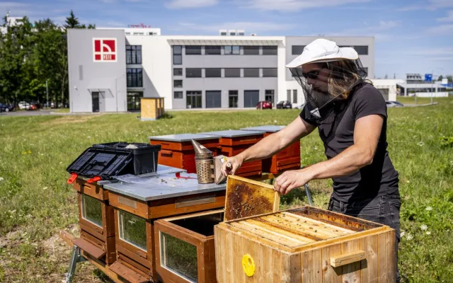 VŠTE pomáhá chránit včely bez chemie