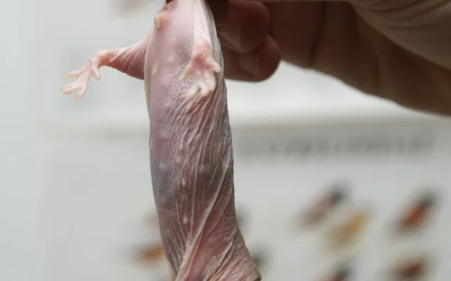 Jediná molekula rozhoduje o tom, kdo se bude rozmnožovat
