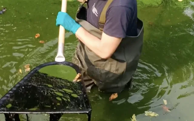 Černá mastná látka znečistila Nežárku. Vzorky putují k odbornému zkoumání