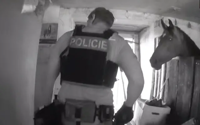 Agresor napadl svou příbuznou. Dojděte si pro mě, dohadoval se skrytý u koní