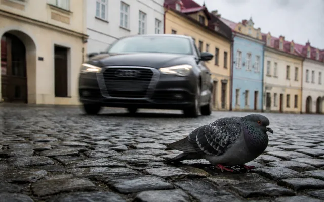 Opilý muž chránil mrtvého holuba. Vbíhal pod auta a spustil alarm v kostele