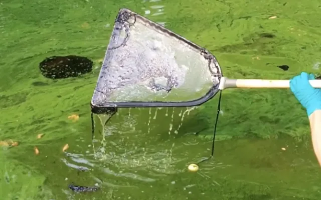 Černá mastná látka znečistila Nežárku. Vzorky putují k odbornému zkoumání