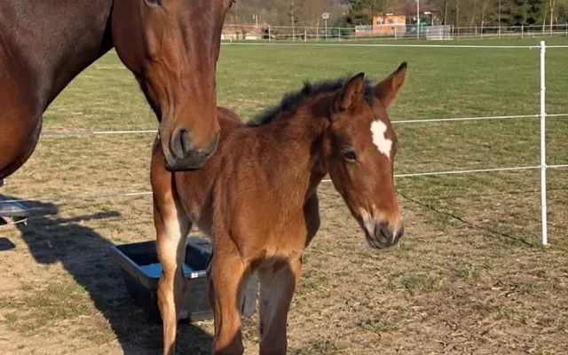Dvě osiřelá hříbata. Někdo podle majitelky špatně nakrmil jejich matky, obě uhynuly
