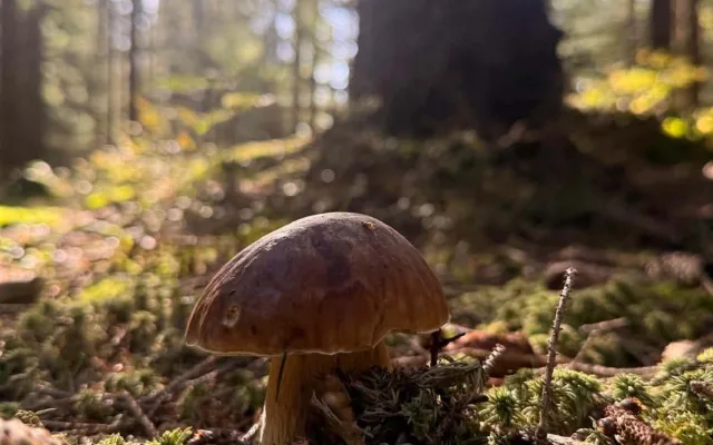 Houbaři vytáhli košíky. Na jihu Čech hlásí velké úlovky
