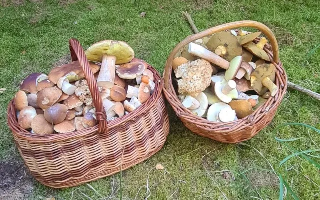 Houbaři vytáhli košíky. Na jihu Čech hlásí velké úlovky
