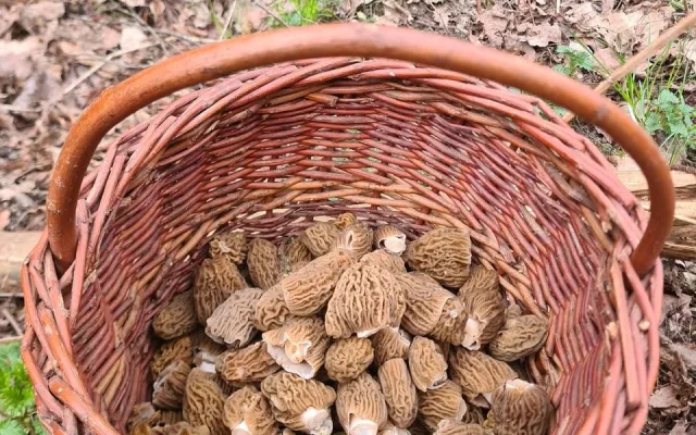 Houbaři vytáhli košíky. Na jihu Čech hlásí velké úlovky