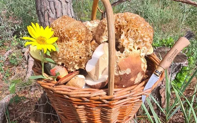 Houbaři vytáhli košíky. Na jihu Čech hlásí velké úlovky