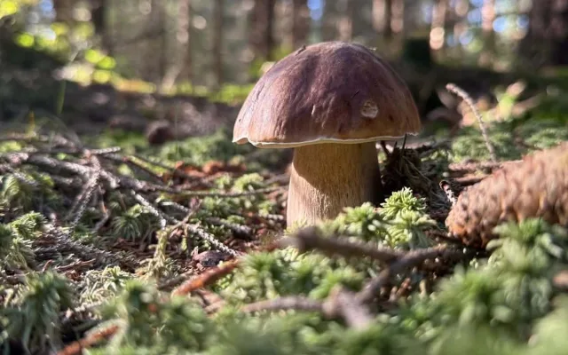 Houbaři vytáhli košíky. Na jihu Čech hlásí velké úlovky