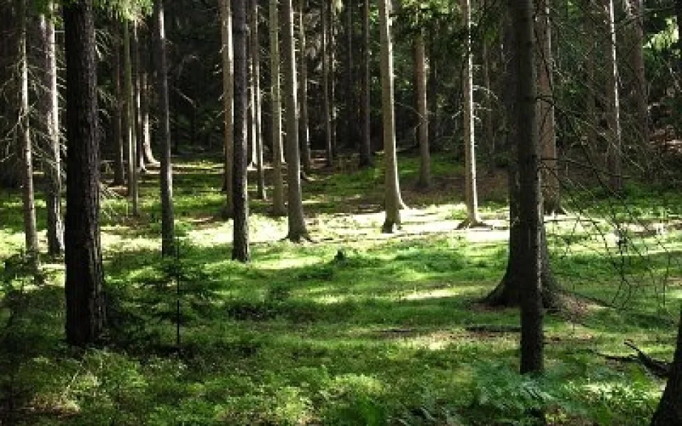 ilustrační foto