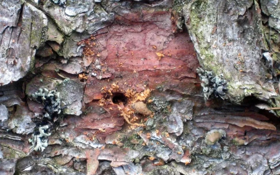 kůrovec