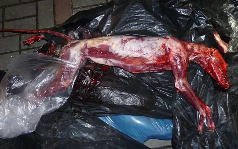 Těla stažená z kůže nalezená v Budějcích patřila stříbrným liškám. Foto: MP ČB