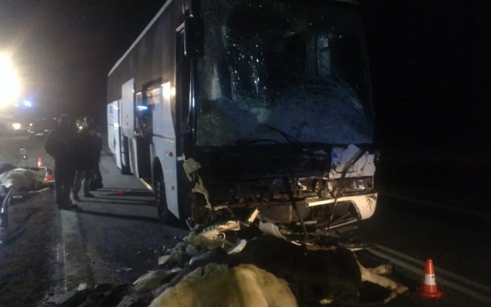 Po srážce autobusu se stádem krav byli u Krasejovky čtyři lidé zraněni, devět zvířat zemřelo