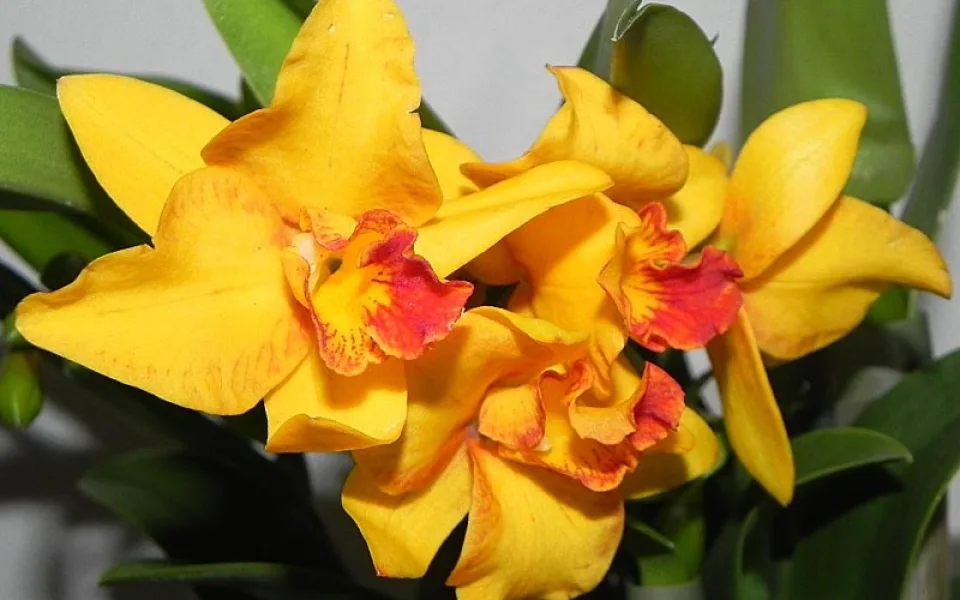 Na výstavu orchidejí se můžete vydat už v pátek