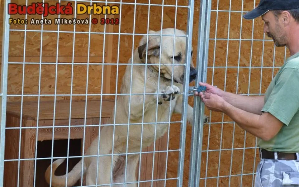 Animal Rescue
