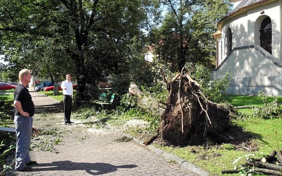 Zlomený téměř stoletý javor