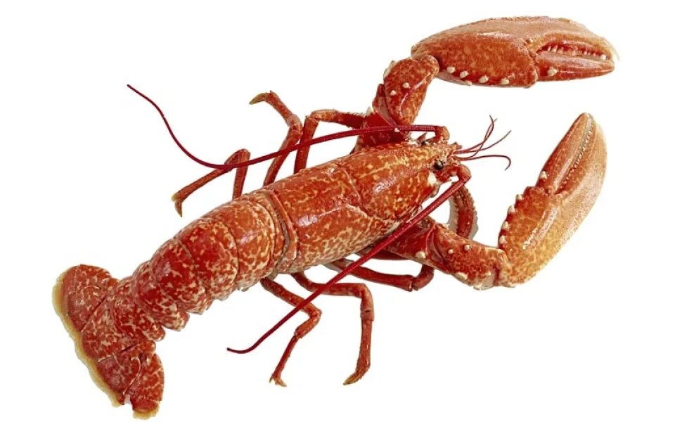 Ilustrační foto
