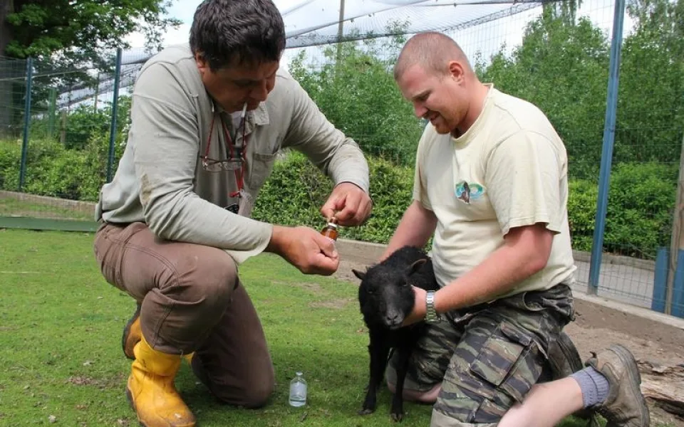 Veterinář MVDr. Emanuel Krejcar a ošetřovatel Martin Drha zachraňují ovci ouessantskou