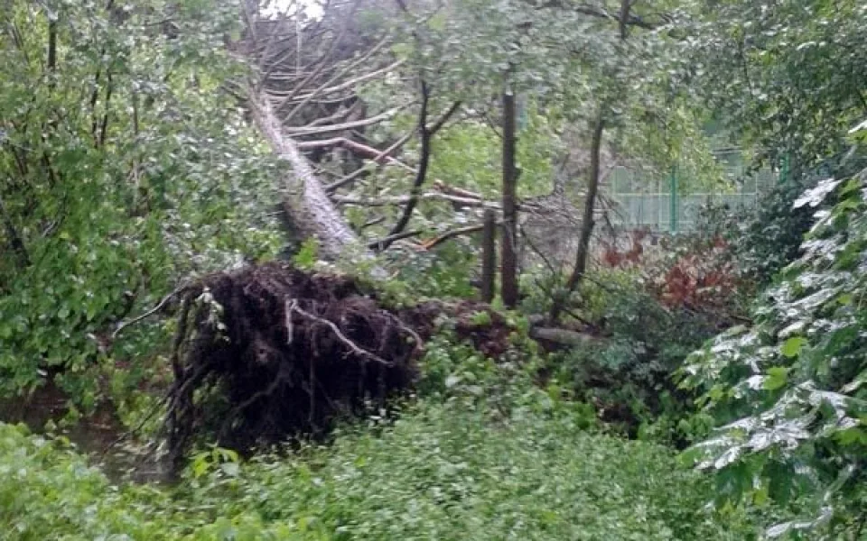 Vyvrácený strom poblíž volejbalového hřiště ve Stromovce