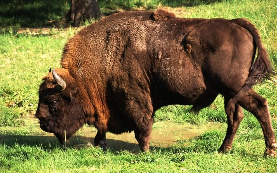 Zubr evropský