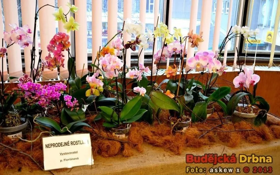 Výstava orchidejí v DK Metropol