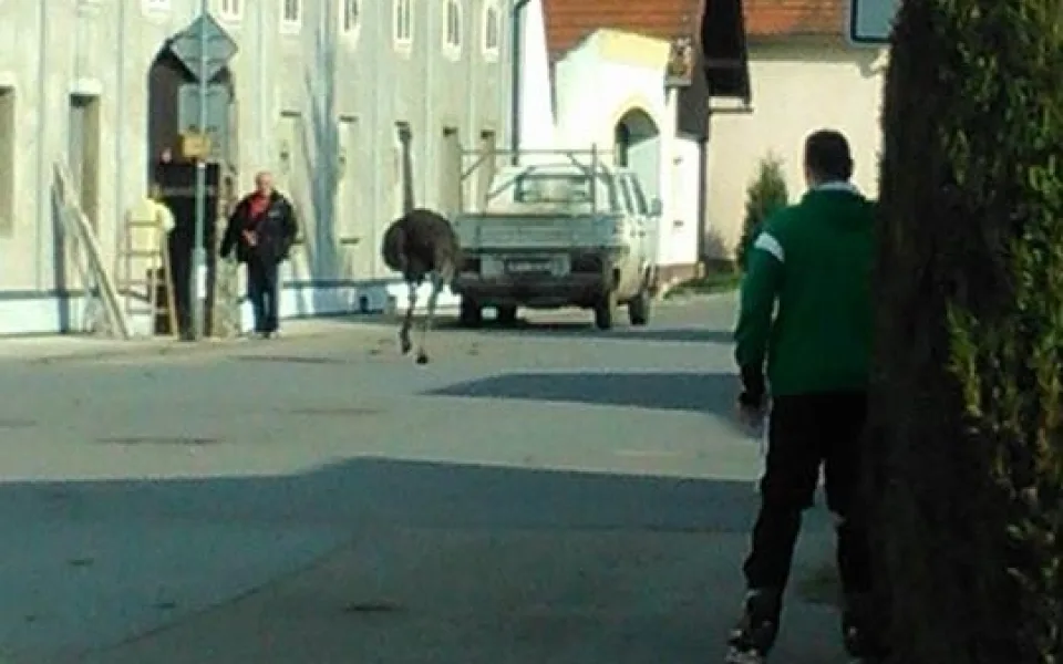 Pštros