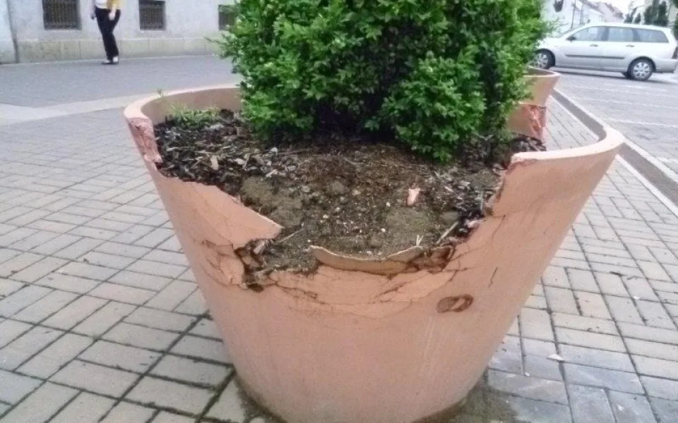 Zničený květináč s okrasným keřem